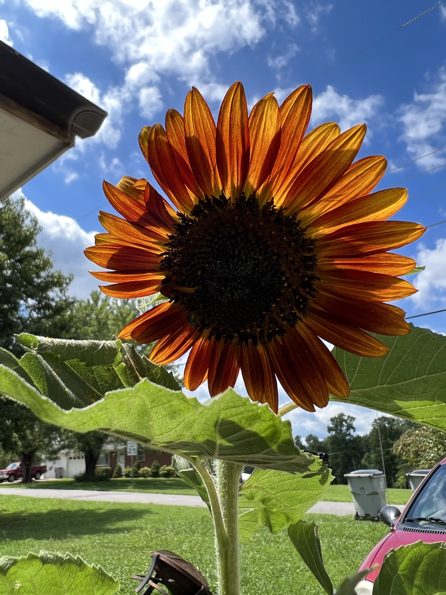 Orange sunflower with the sky lit behind it